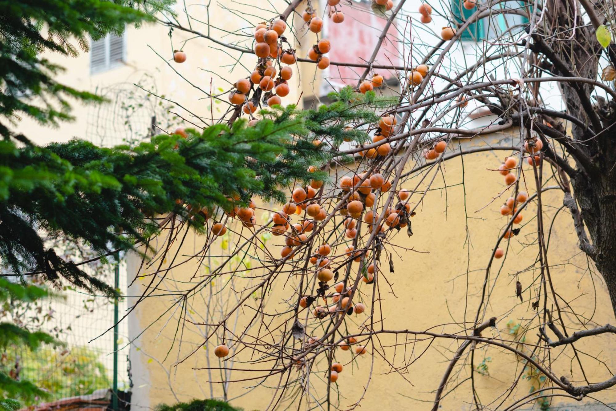 Charming In The Heart Of Santo Spirito * Florencia